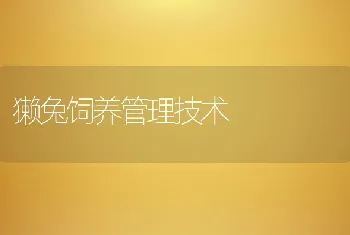 獭兔饲养管理技术