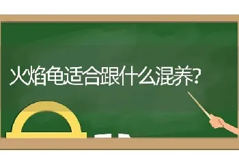 火焰龟适合跟什么混养？