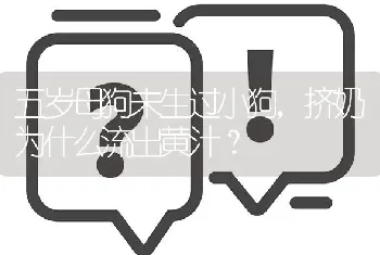 五岁母狗未生过小狗，挤奶为什么流出黄汁？