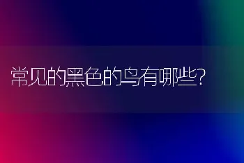 常见的黑色的鸟有哪些？