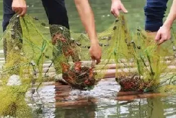 小龙虾、鲟鱼、虹鳟适合在贵州养殖吗，养殖条件有哪些