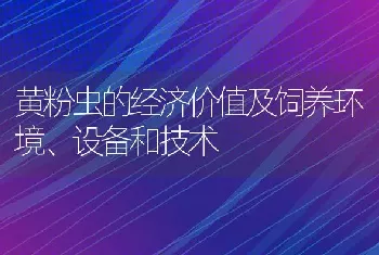 黄粉虫的经济价值及饲养环境、设备和技术