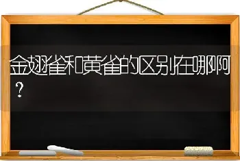 金翅雀和黄雀的区别在哪啊？