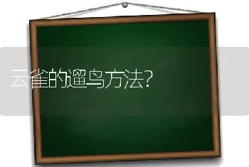 云雀的遛鸟方法？