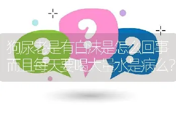 狗尿老是有白沫是怎么回事而且每天要喝大量水是病么？