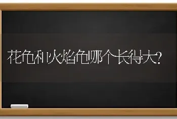 花龟和火焰龟哪个长得大？