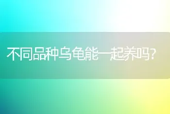 不同品种乌龟能一起养吗？