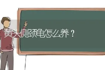 黄头侧颈龟怎么养？