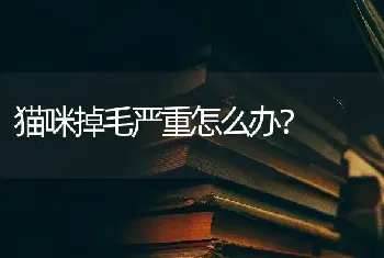 猫咪掉毛严重怎么办？