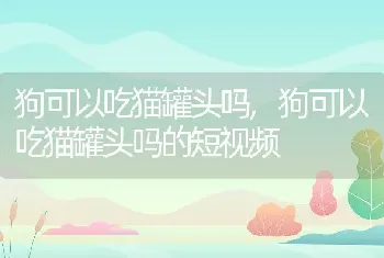 狗可以吃猫罐头吗，狗可以吃猫罐头吗的短视频