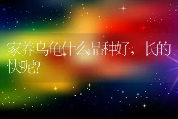 家养乌龟什么品种好，长的快呢？