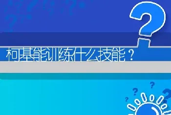 柯基能训练什么技能？