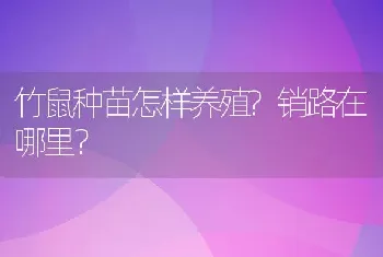 竹鼠种苗怎样养殖?销路在哪里？