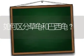 如何区分草龟和巴西龟？