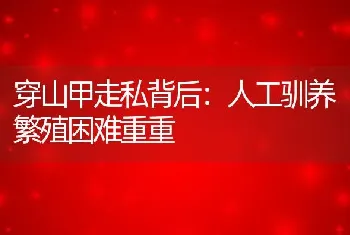 穿山甲走私背后：人工驯养繁殖困难重重