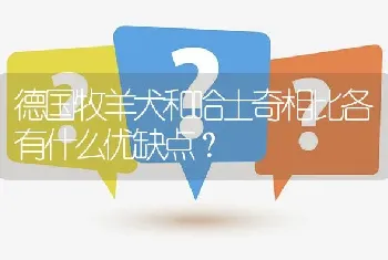 德国牧羊犬和哈士奇相比各有什么优缺点？