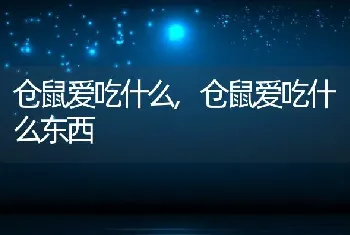 仓鼠爱吃什么，仓鼠爱吃什么东西