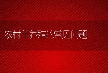 农村羊养殖的常见问题