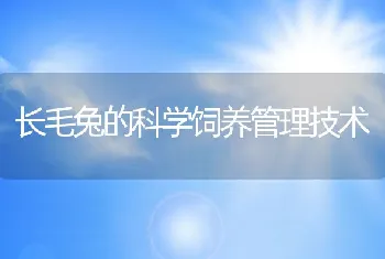 长毛兔的科学饲养管理技术