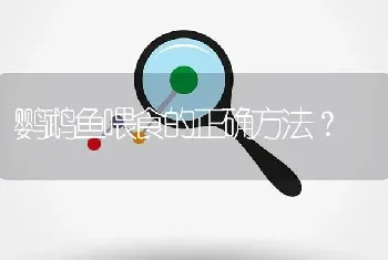 鹦鹉鱼喂食的正确方法？