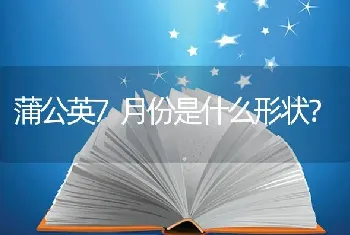 蒲公英7月份是什么形状？