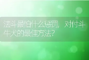 法斗最怕什么惩罚，对付斗牛犬的最佳方法？