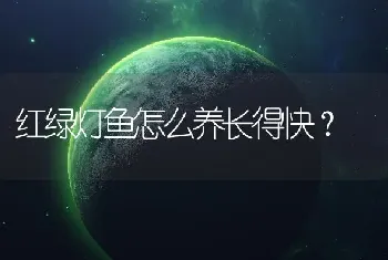 红绿灯鱼怎么养长得快？