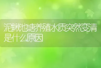 泥鳅池塘养殖水质突然变清是什么原因