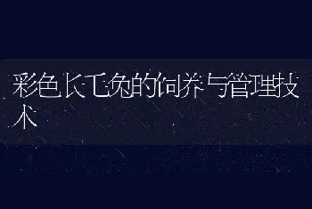 彩色长毛兔的饲养与管理技术