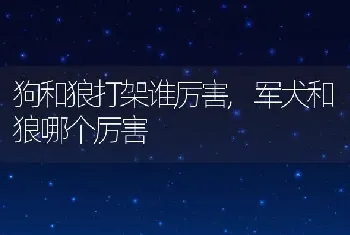 狗和狼打架谁厉害，军犬和狼哪个厉害