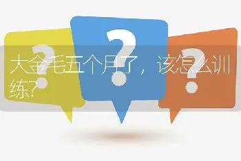 大金毛五个月了，该怎么训练？