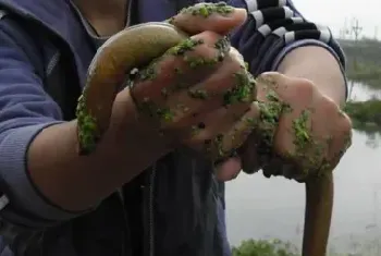 黄鳝喜欢吃什么饲料