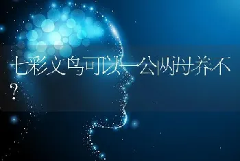 七彩文鸟可以一公两母养不？