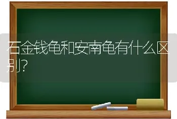 石金钱龟和安南龟有什么区别？