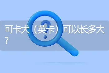 可卡犬（英卡）可以长多大？