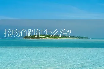 接吻鱼趴缸怎么治？