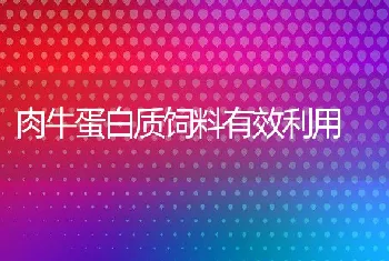 肉牛蛋白质饲料有效利用