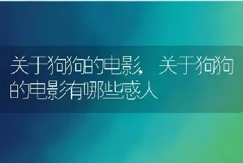 关于狗狗的电影，关于狗狗的电影有哪些感人