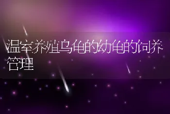 温室养殖乌龟的幼龟的饲养管理