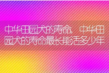 中华田园犬的寿命，中华田园犬的寿命最长能活多少年