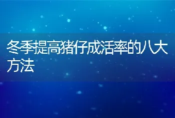 冬季提高猪仔成活率的八大方法