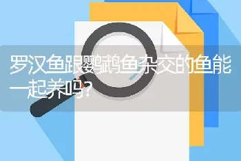 罗汉鱼跟鹦鹉鱼杂交的鱼能一起养吗？