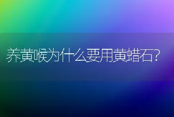 养黄喉为什么要用黄蜡石？