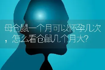 母仓鼠一个月可以怀孕几次，怎么看仓鼠几个月大？