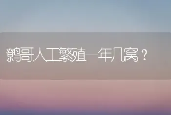 鹩哥人工繁殖一年几窝？