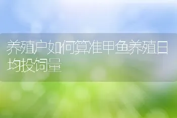 养殖户如何算准甲鱼养殖日均投饲量