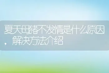 夏天母猪不发情是什么原因，解决方法介绍