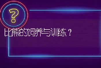 比熊的饲养与训练？