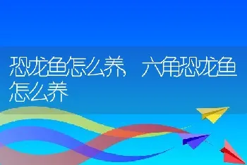 恐龙鱼怎么养，六角恐龙鱼怎么养