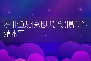 罗非鱼加快池塘建设提高养殖水平